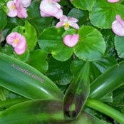 Accent Gardening's photo