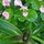 Accent Gardening