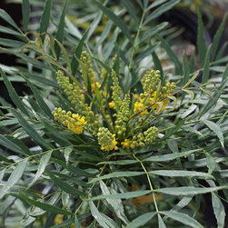 Current Featured Plants - Products