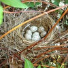 Two female Cardinals in one nest