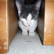 Crazy Kittys billede