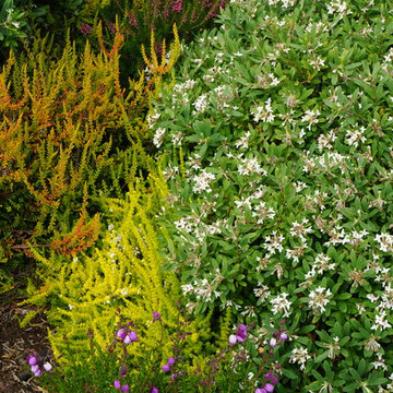 Garden for a Pisces