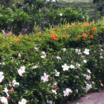 Hawaii Island Landscaping