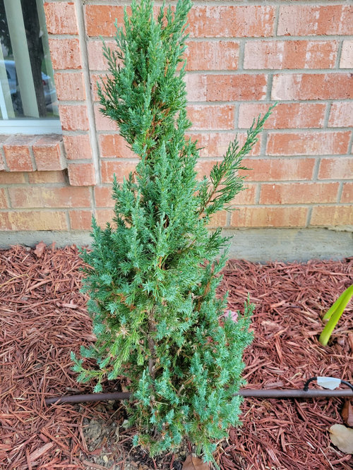 Blue point juniper