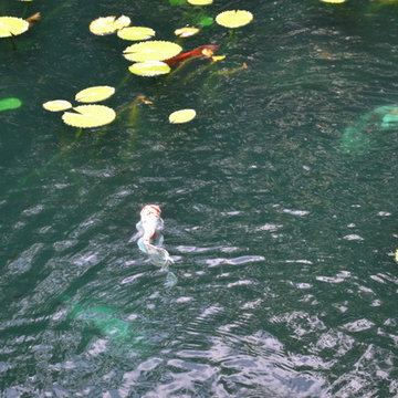 Biological Koi Ponds