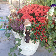 Fall Harvest/ Thanksgiving