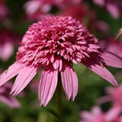 Kathy Hiser's photo