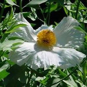 Foto de Deb Carlile
