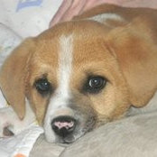 Judy Ross-Bono's photo