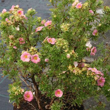Happy Face® Pink Paradise Bush Cinquefoil