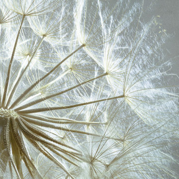 Dandelion wall mural