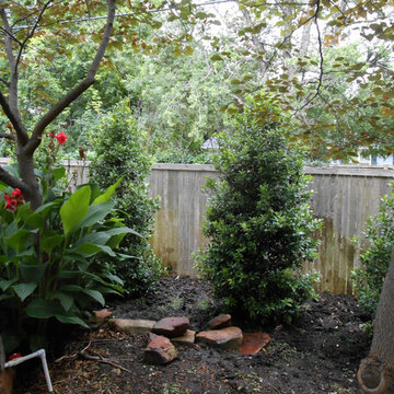 Natural Evergreen Privacy Screening