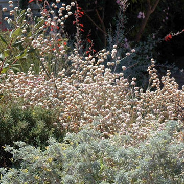 Naked buckwheat / Eriogonum nudum