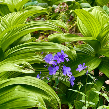 Veratrum and Woodland Phlox