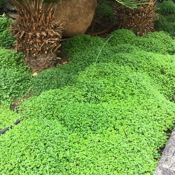 Jardines