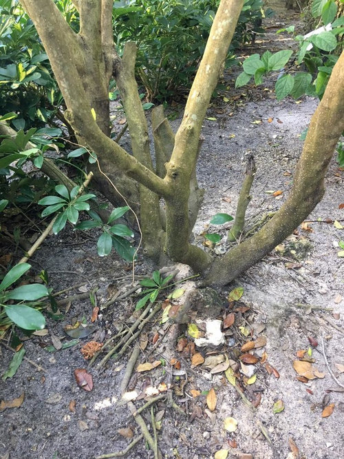 My Ligustrums are dying off! Why?