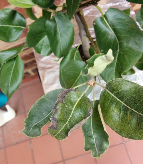 Asian pear black leaf edge