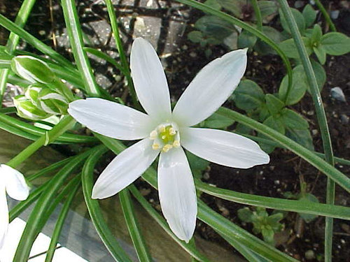 ID this white 6 petaled star shaped flower?