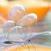Foto von Lubna Al-awamleh