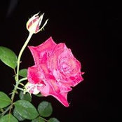 Shelley Young's photo