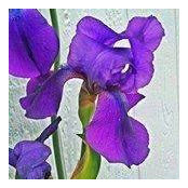 Cindy Engroff's photo