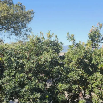 Greenview Tree Care
