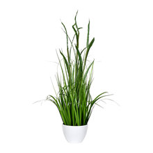 Plants