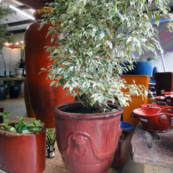 Container gardening - Products