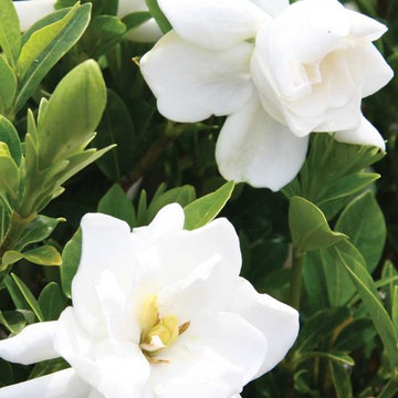 Jubilation™ Gardenia Gardenia jasminoides 'Leeone' PP#21983