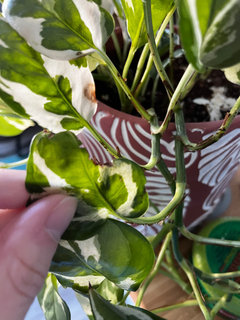 royal philodendrons Royal Babies Plant Set  3 colourful baby Philodendrons
