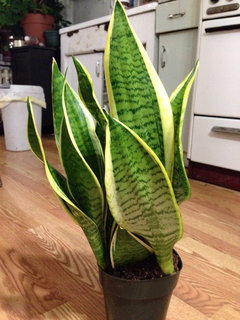 Should I repot my snake plant ? | Houzz Forum