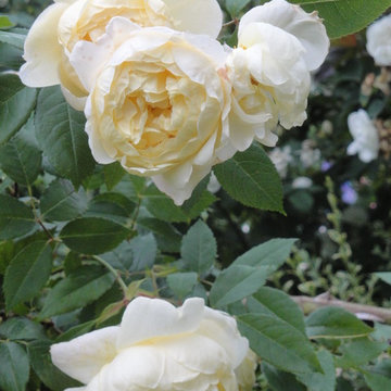 Unser Garten