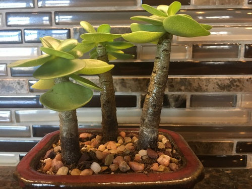 Succulent That Looks Like A Palm Tree