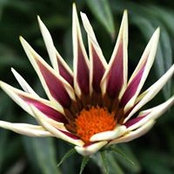 Nicholas Sudibyo's photo
