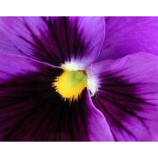 Jeni Griffin's photo