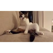 Ulli Kohn's photo