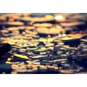 סיגל רחמים ראש-האי's photo