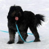 Andre Lepage's photo