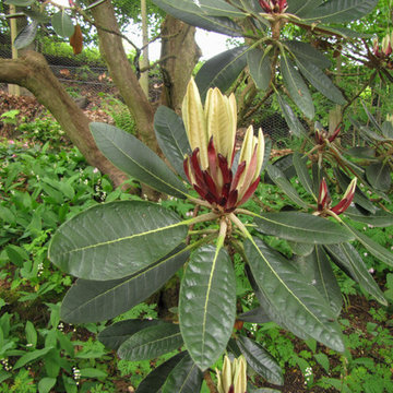 Rhododendron Rex
