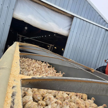 Poultry Operations Support and Agricultural Work in Willmar, MN