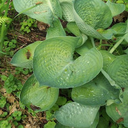 Garden Evacuation - Products