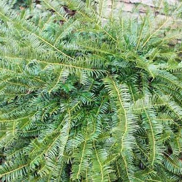 Pool plant ideas