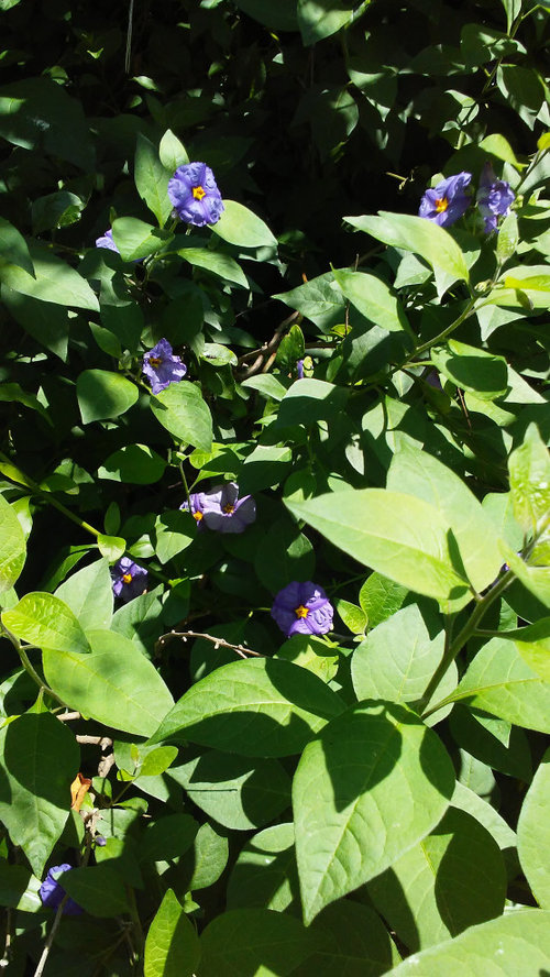 Is this purple flower potato bush (Solanum