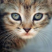 Cati Catas billede