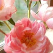 Marcia Masse's photo