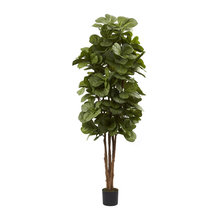 Plant for Family Room