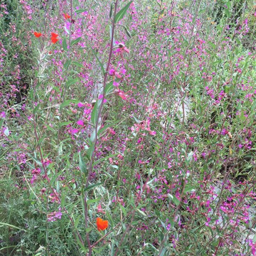 California Native Plant Front Yard