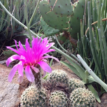 Miscellaneous Cacti & Succulent Landscapes by Rhinamic