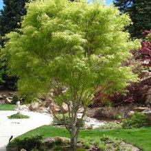 Trees