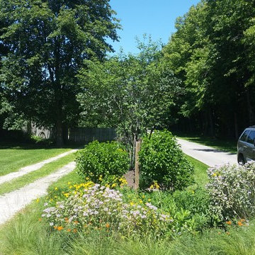 sycamore native driveway